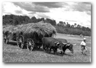 Haying Moulton Farm Oxen